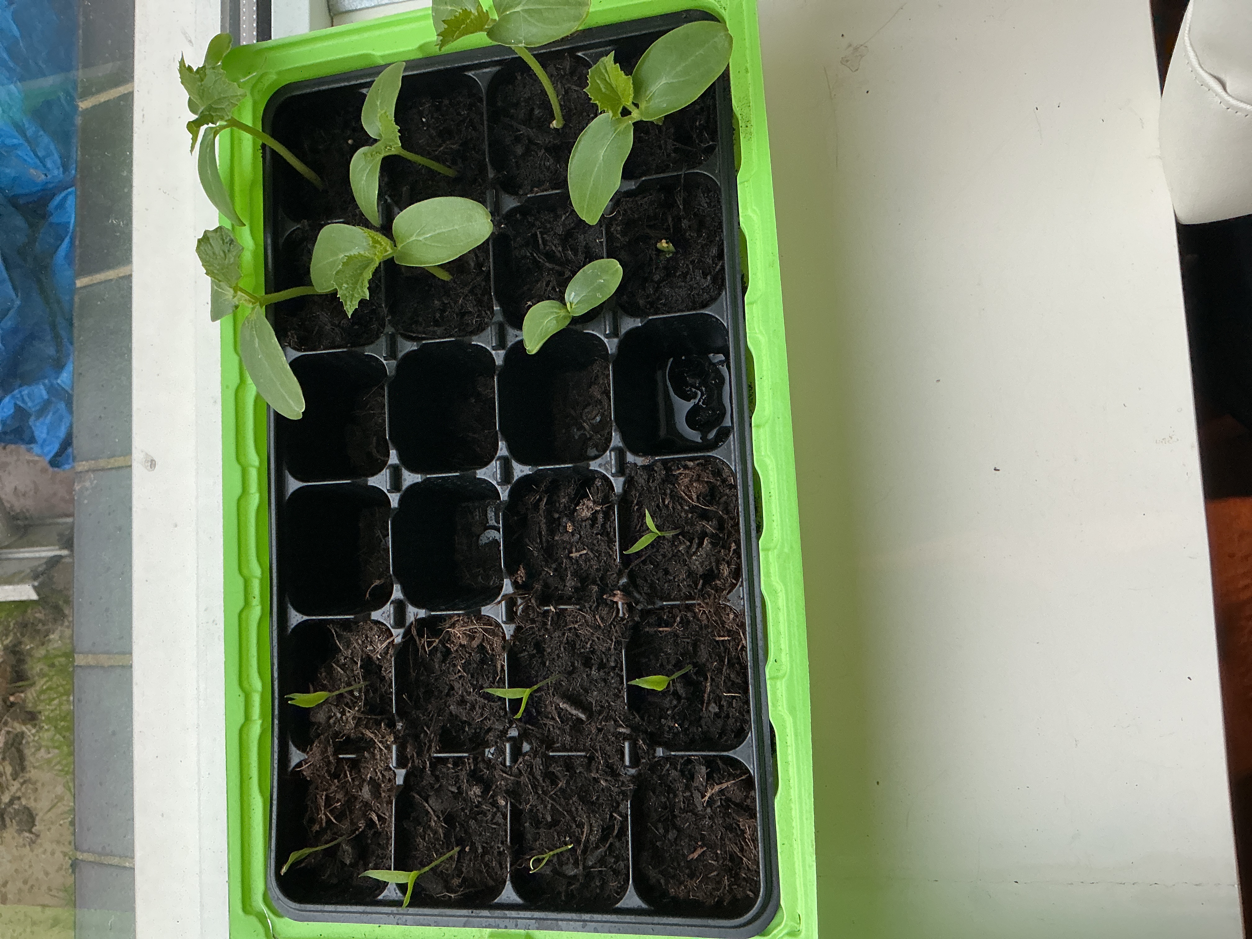 Tomaat, komkommer en jalapeño planten