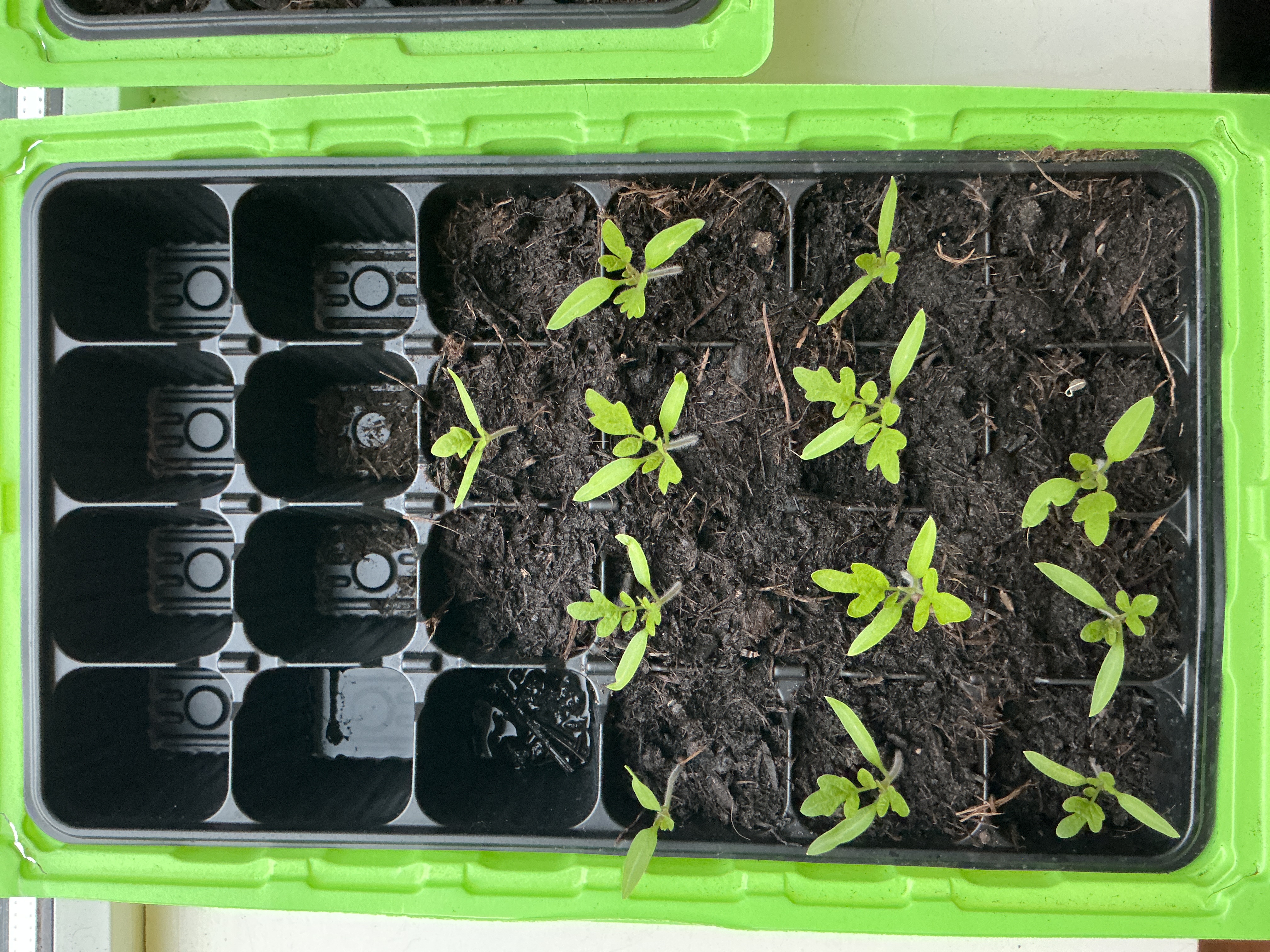 Tomaat, komkommer en jalapeño planten