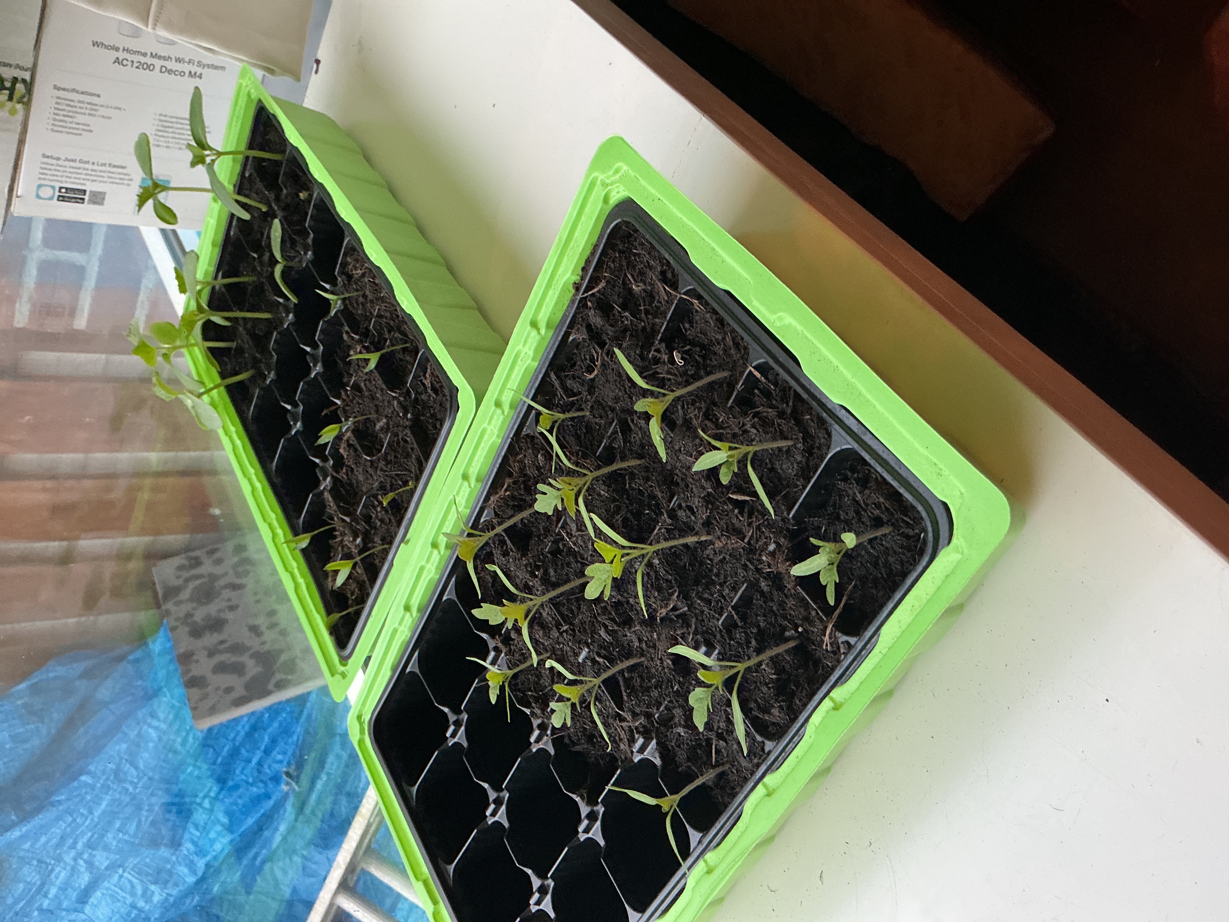 Tomaat, komkommer en jalapeño planten